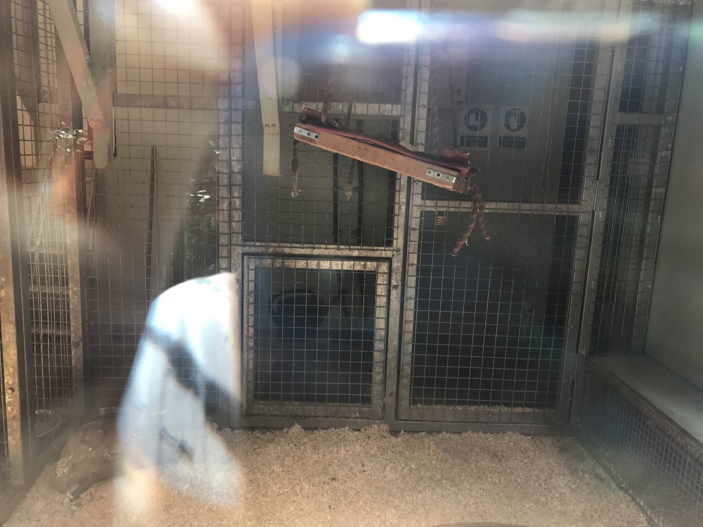 De brazza’s guneon indoors (2)