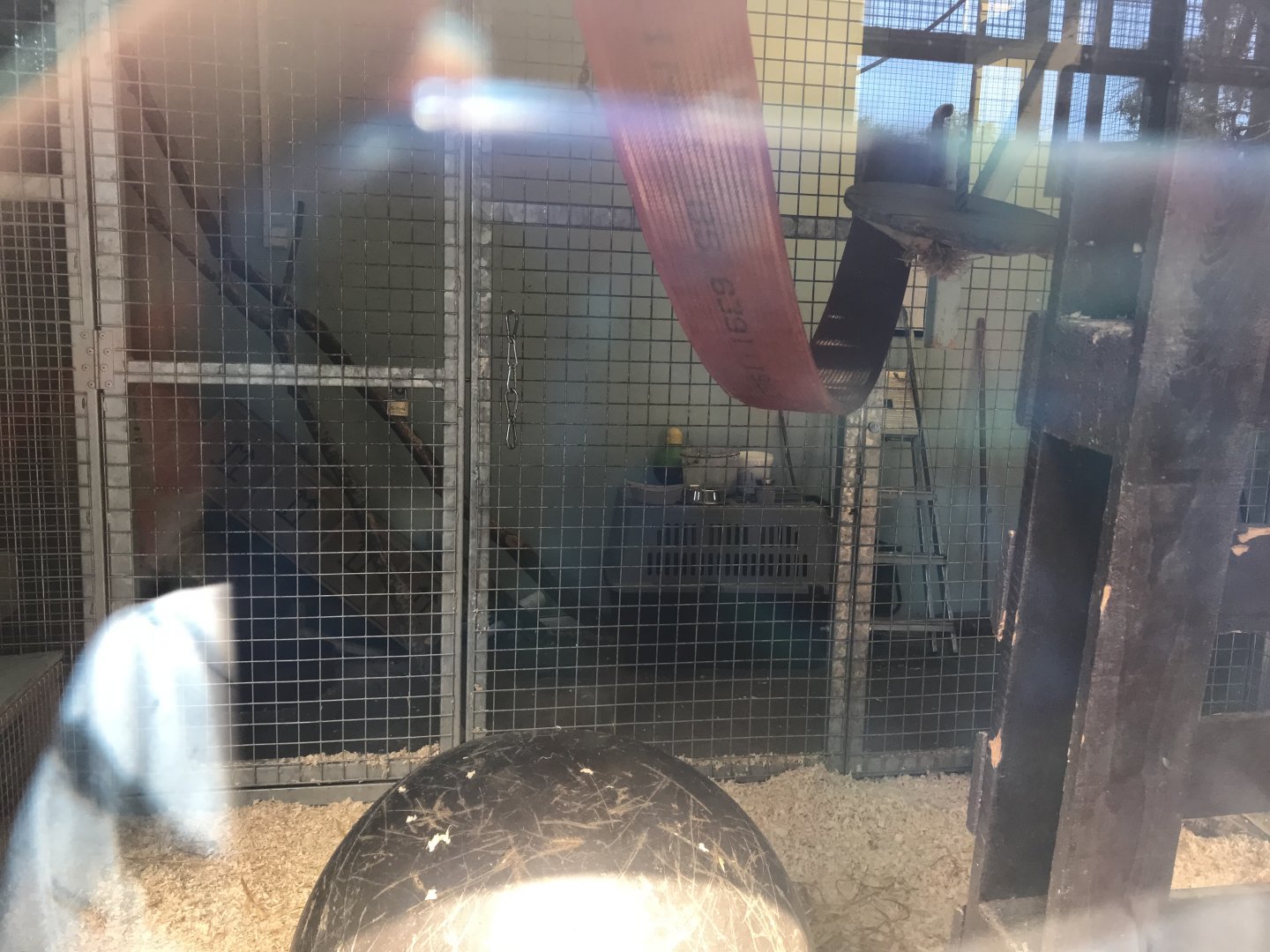 De brazza’s guneon indoors