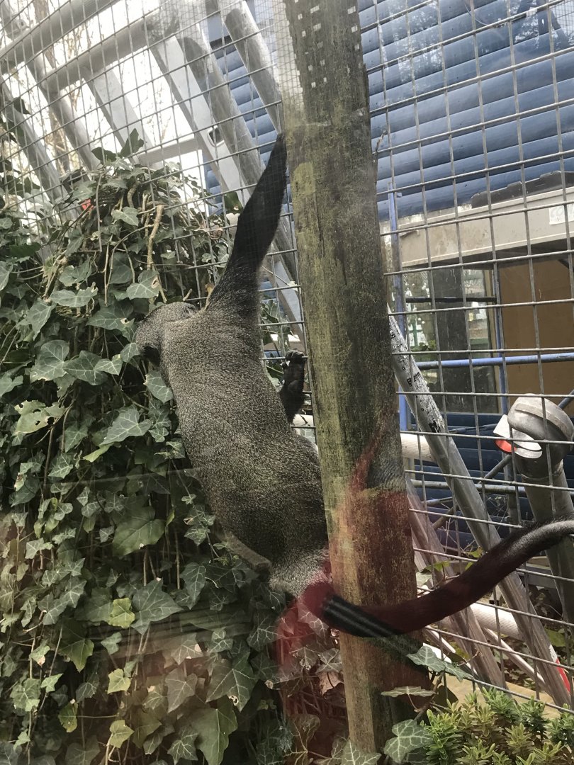 De brazza’s guneon