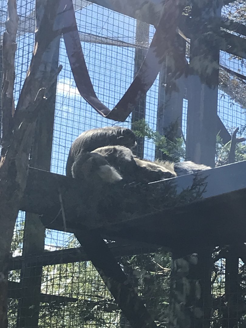 De brazza’s guneon