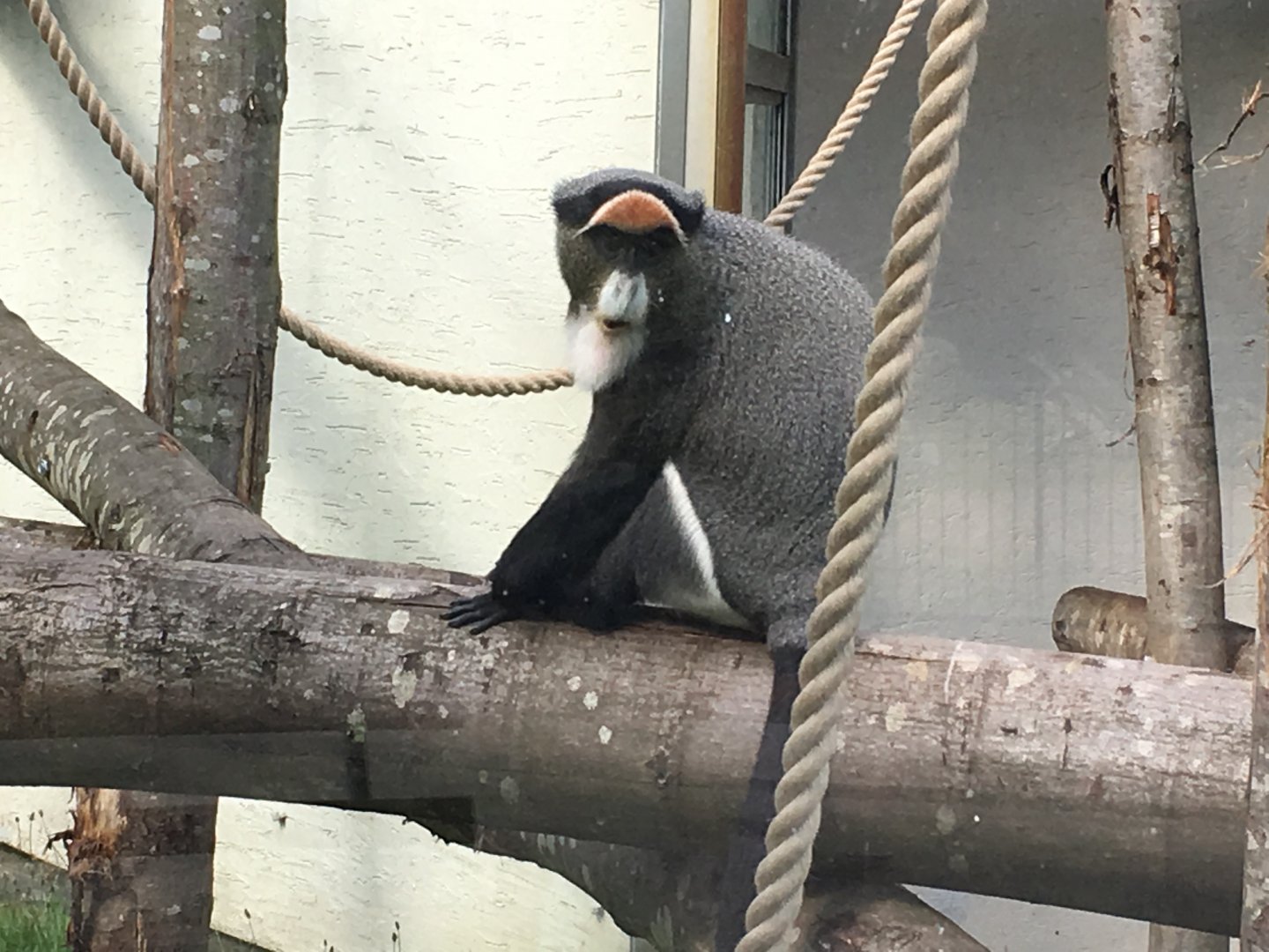 De Brazza's monkey 040817
