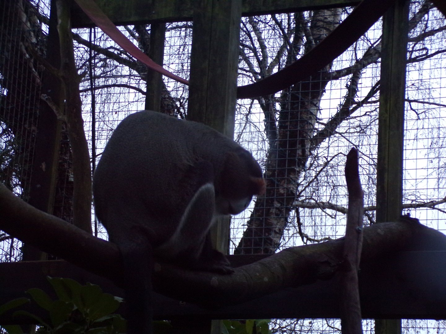 De brazza’s monkey 1.1.23