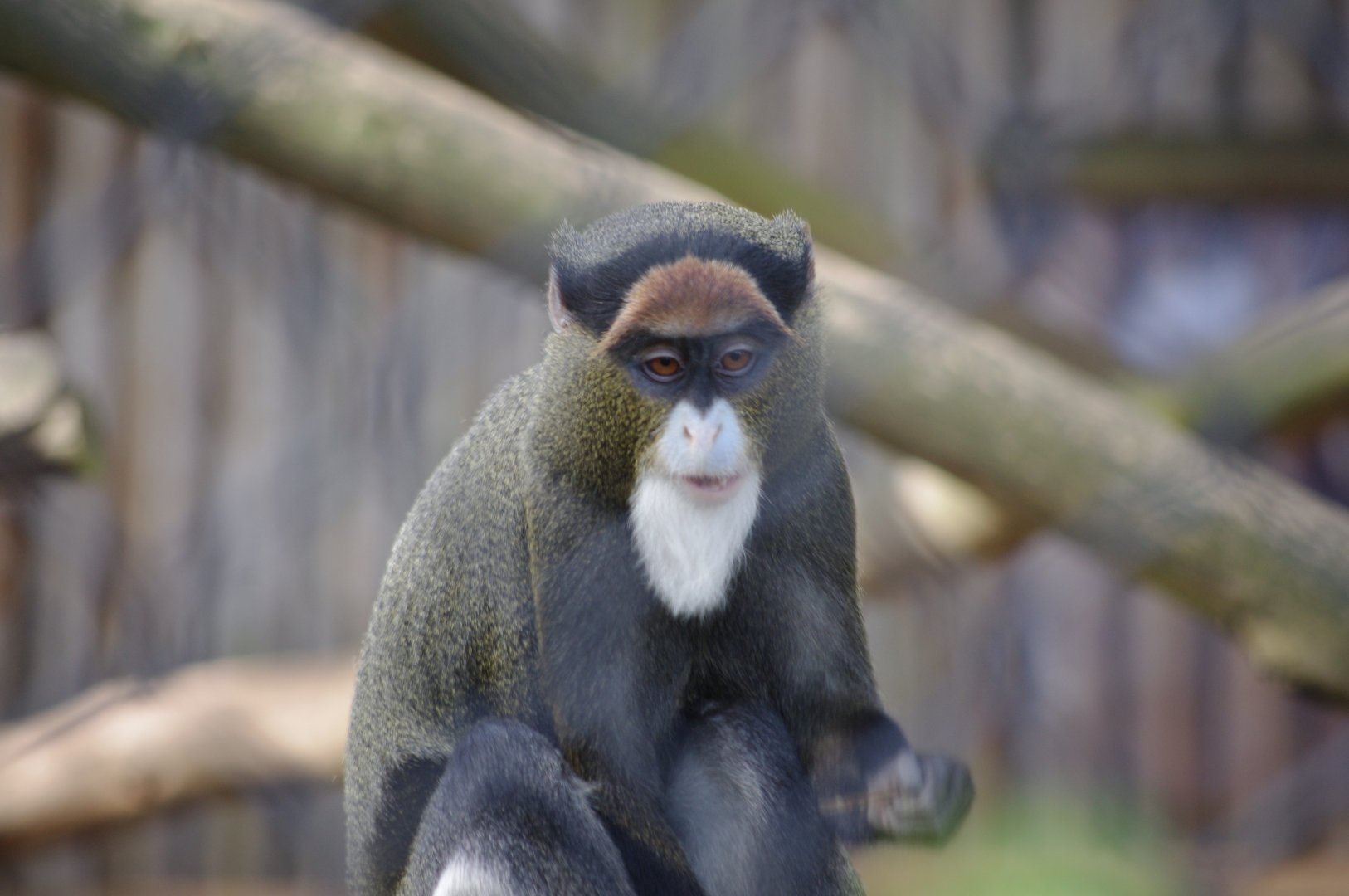 De Brazza's Monkey- 12/4/2024