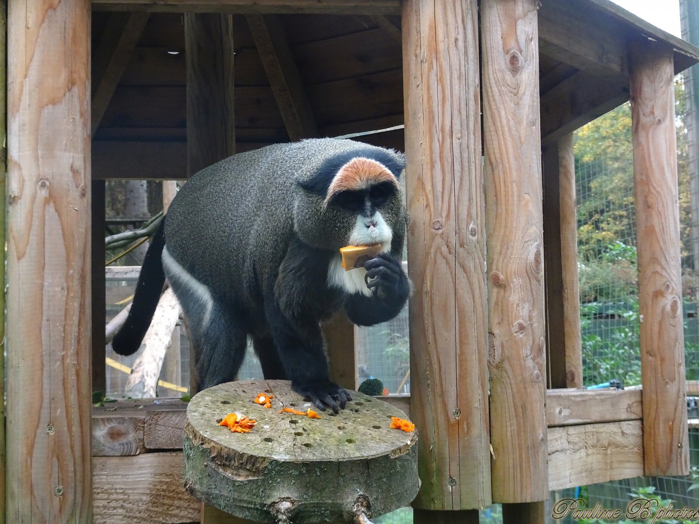De Brazza's monkey 18 October 2025
