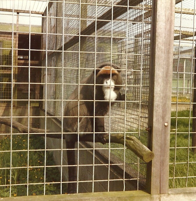 De Brazza's Monkey 1976