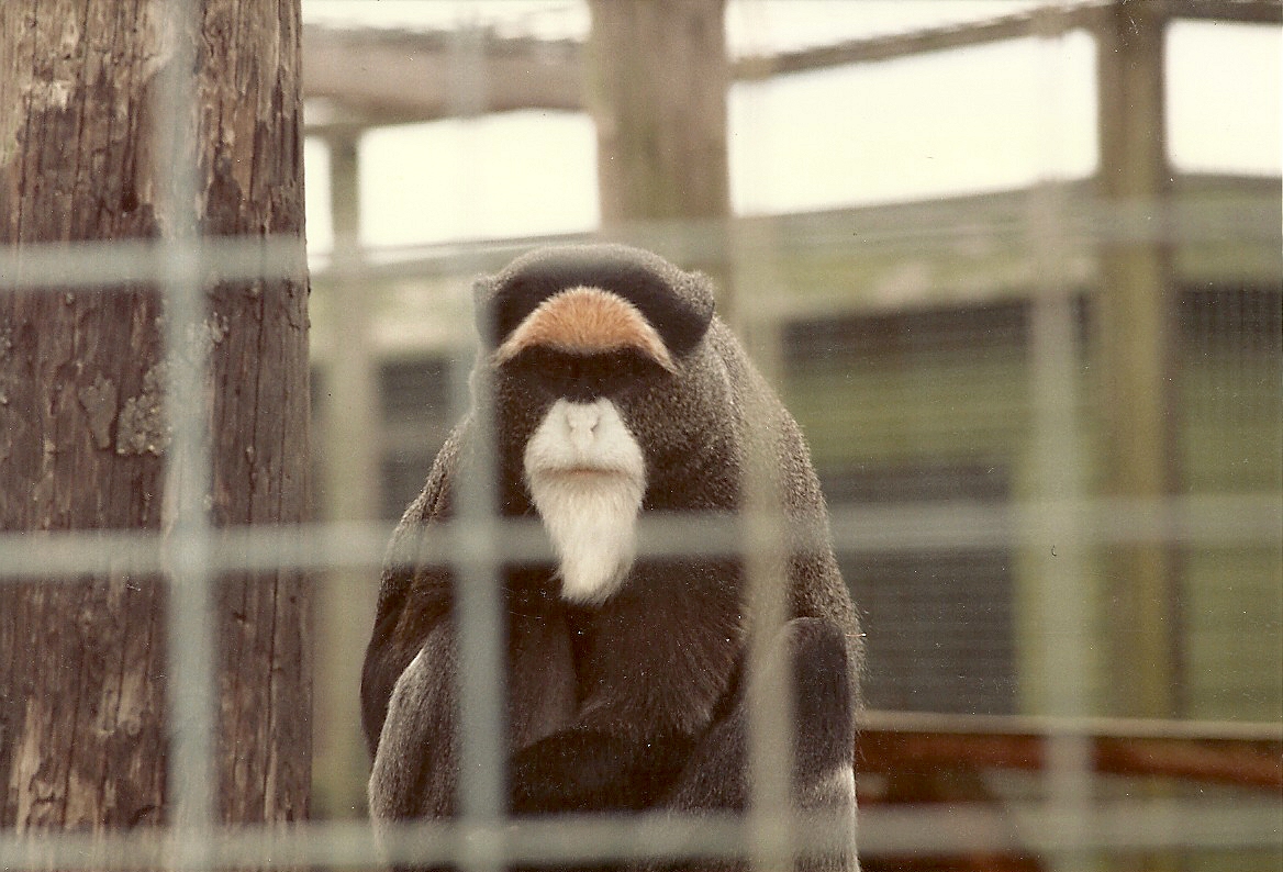 De Brazza's Monkey 1985