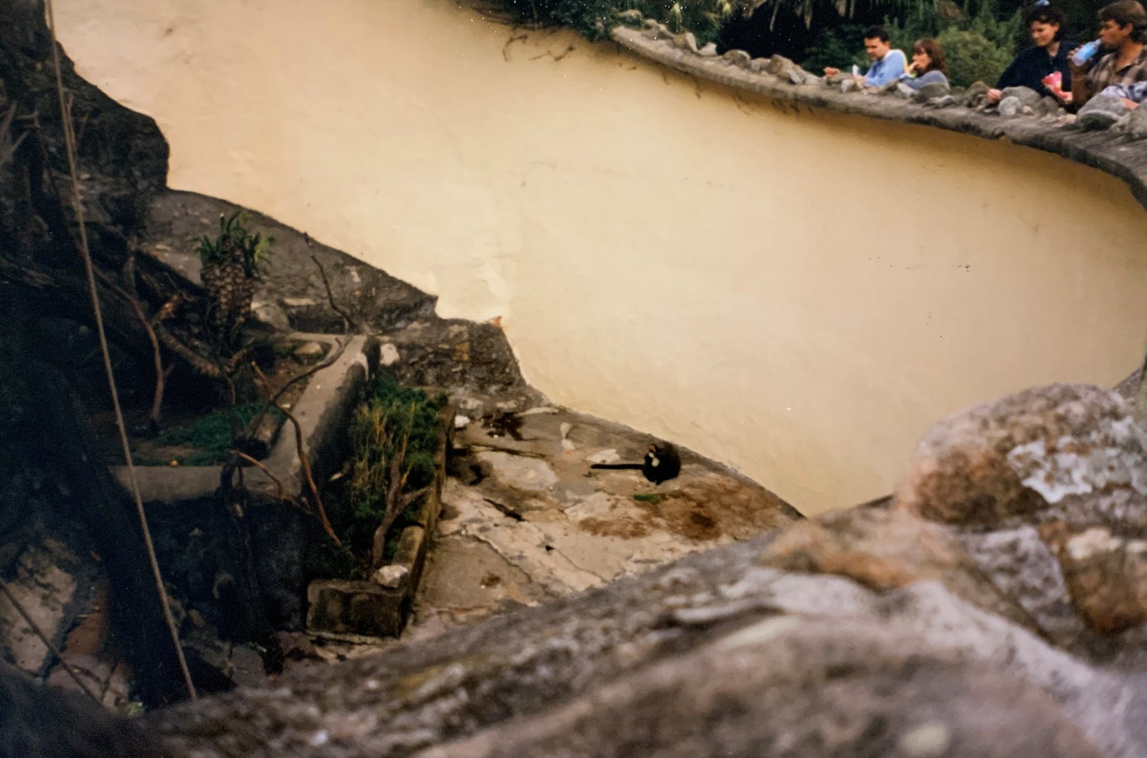 De Brazza's Monkey (1996)