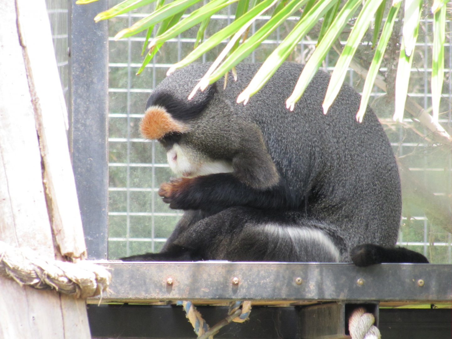 De Brazza's Monkey (2011)