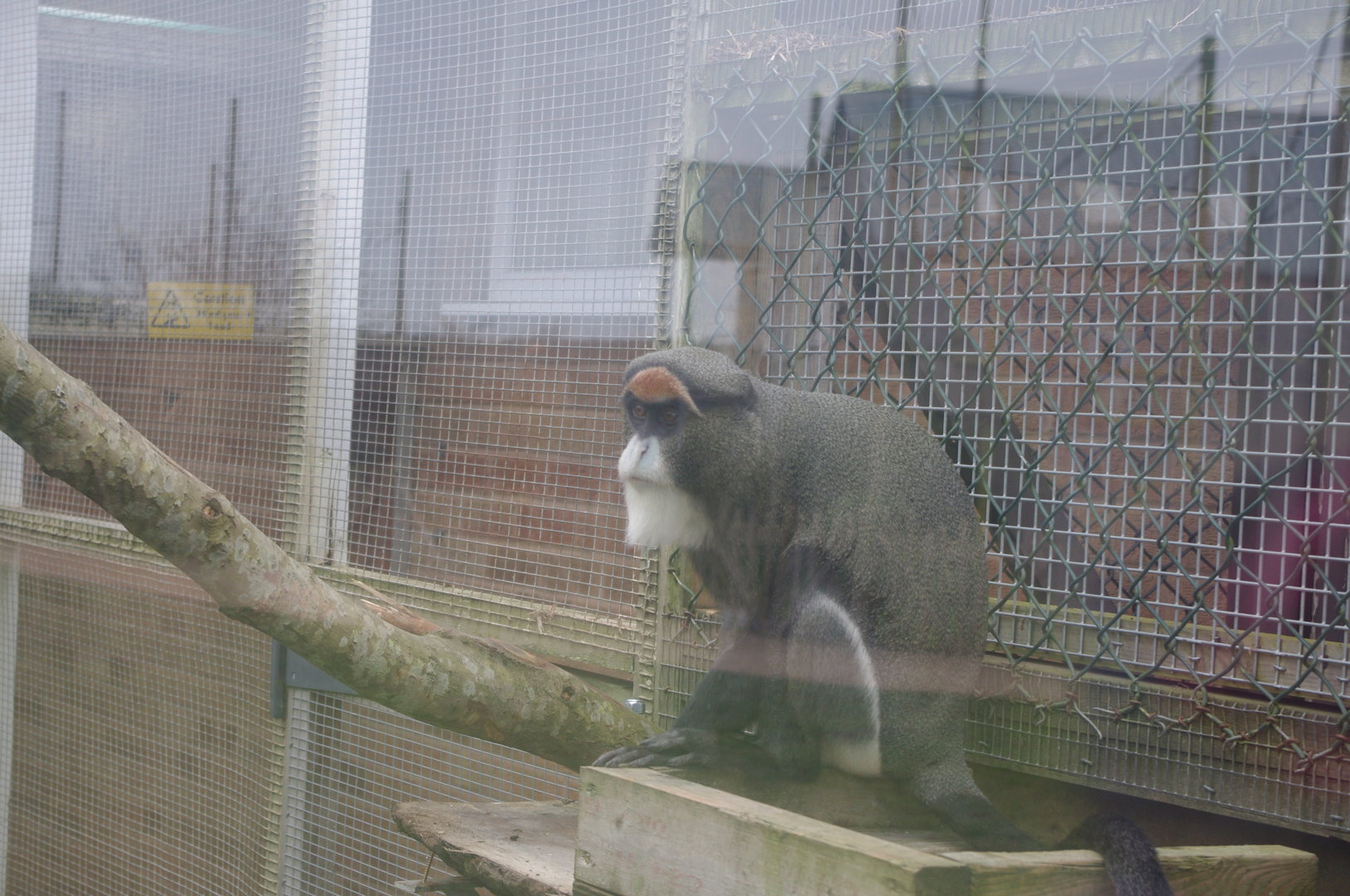 De Brazza's Monkey- 4/3/2023