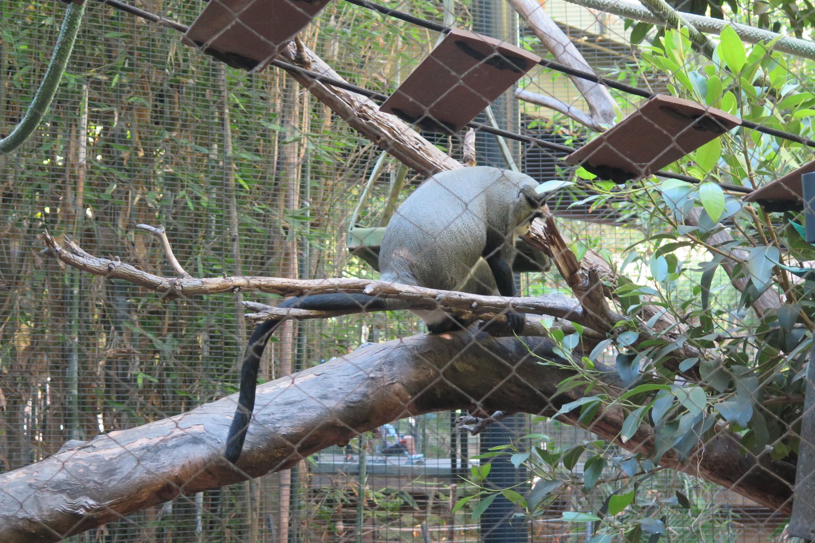 De Brazza's Monkey(8/23/2024)
