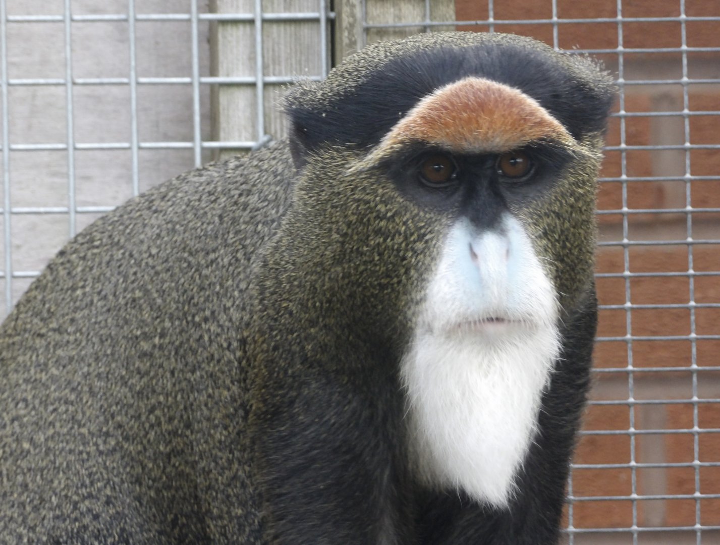 De Brazza’s Monkey - Abeeku