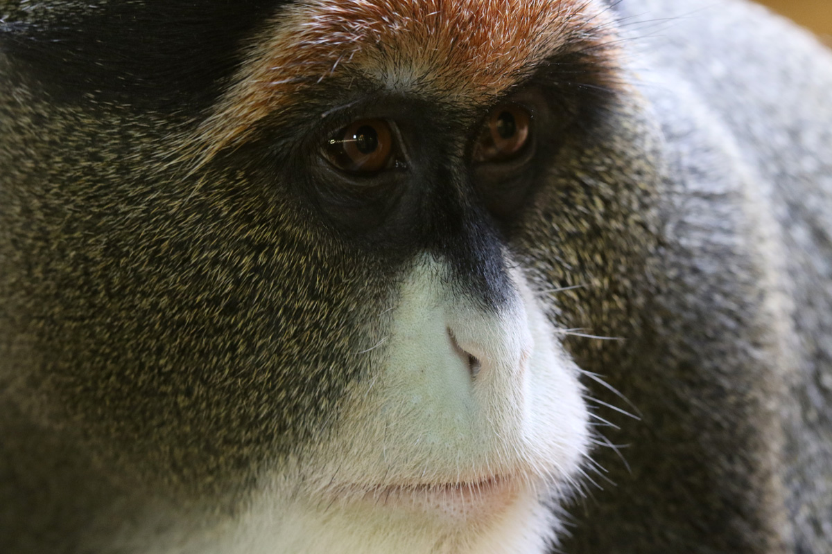 De Brazza's Monkey at Blackpool 15th February 2018