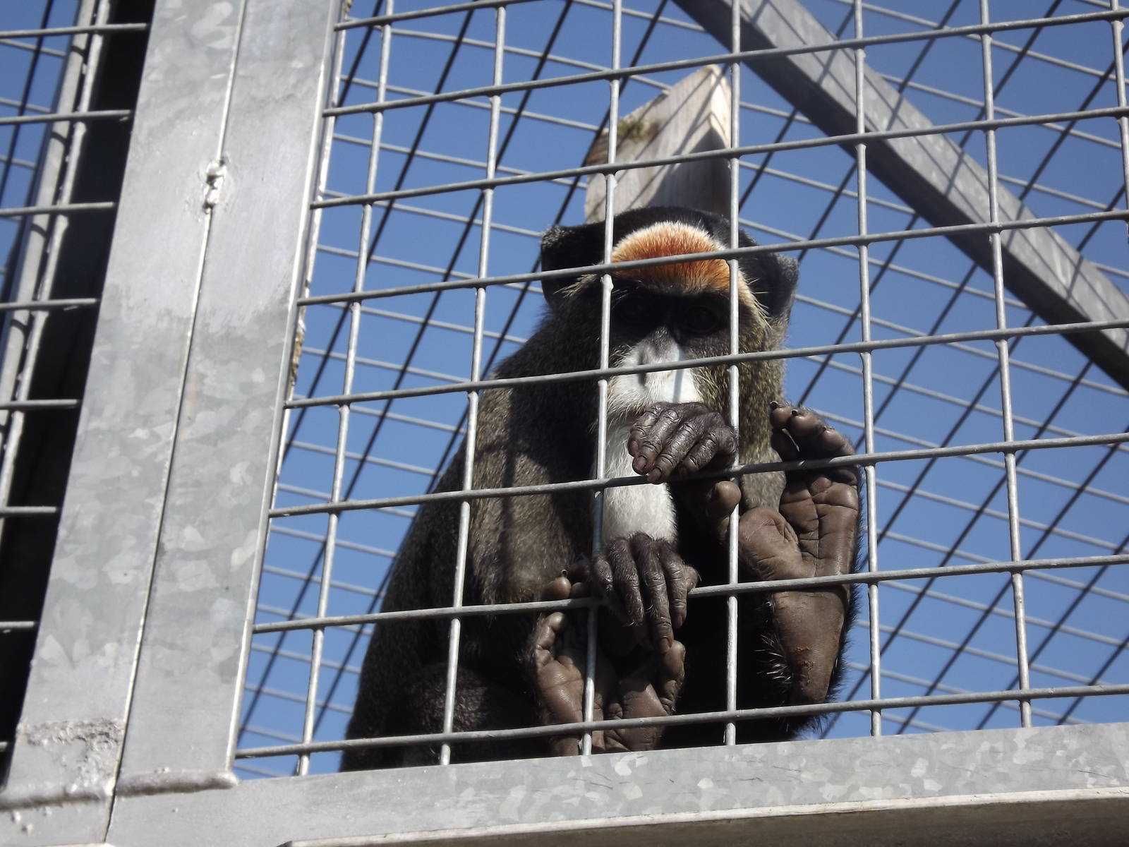 De Brazza's Monkey at Blackpool Zoo 01/04/12