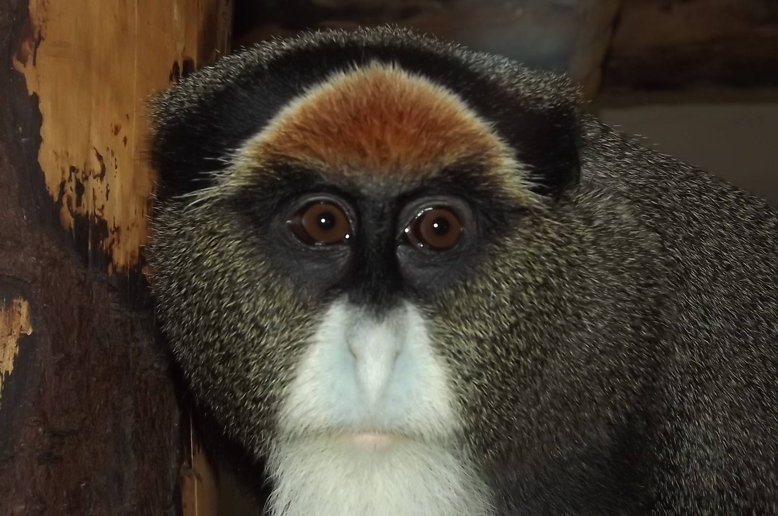 De Brazza's Monkey at Blackpool Zoo 16/06/12