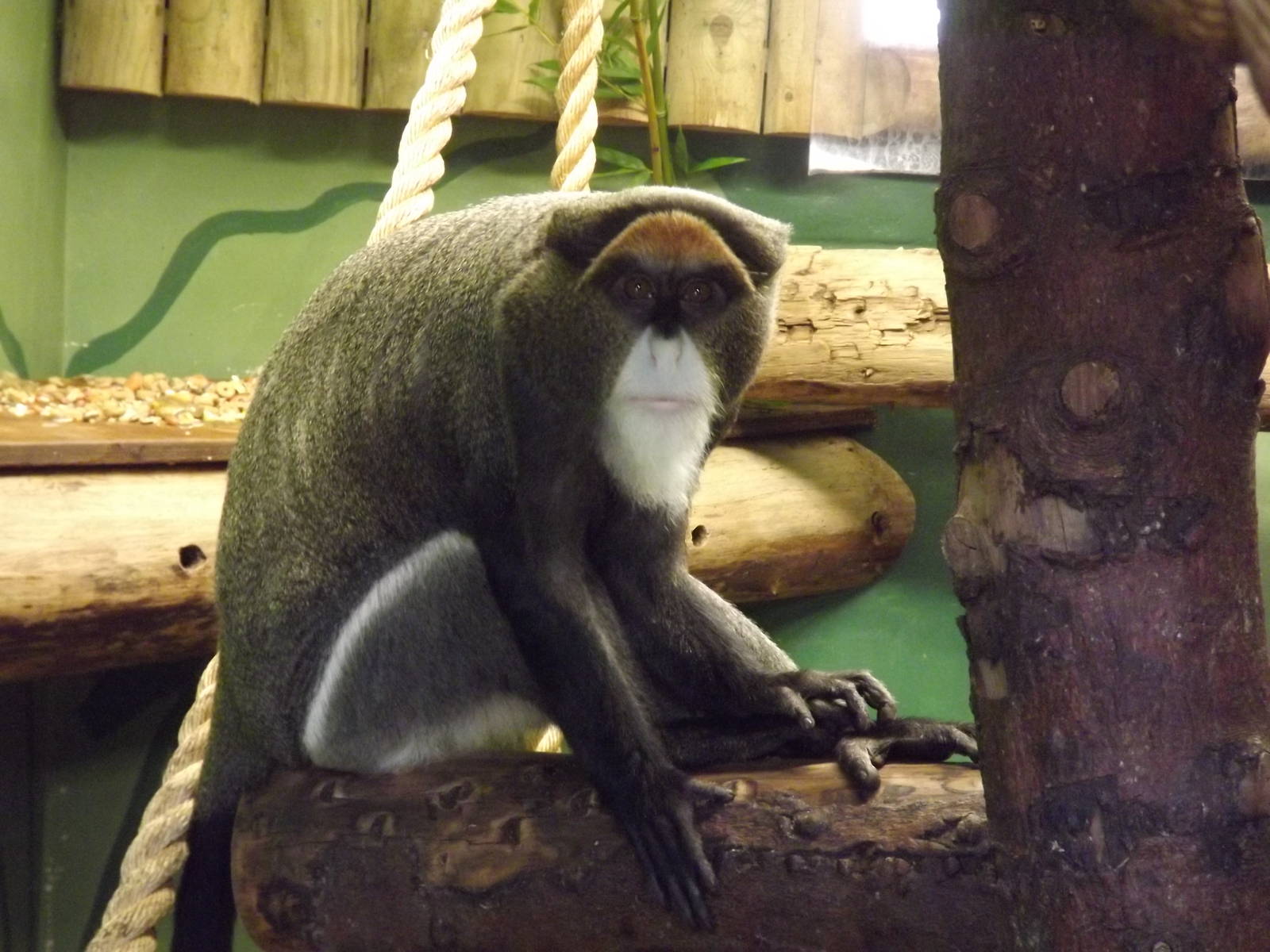 De Brazza's Monkey at Blackpool Zoo 26/02/12