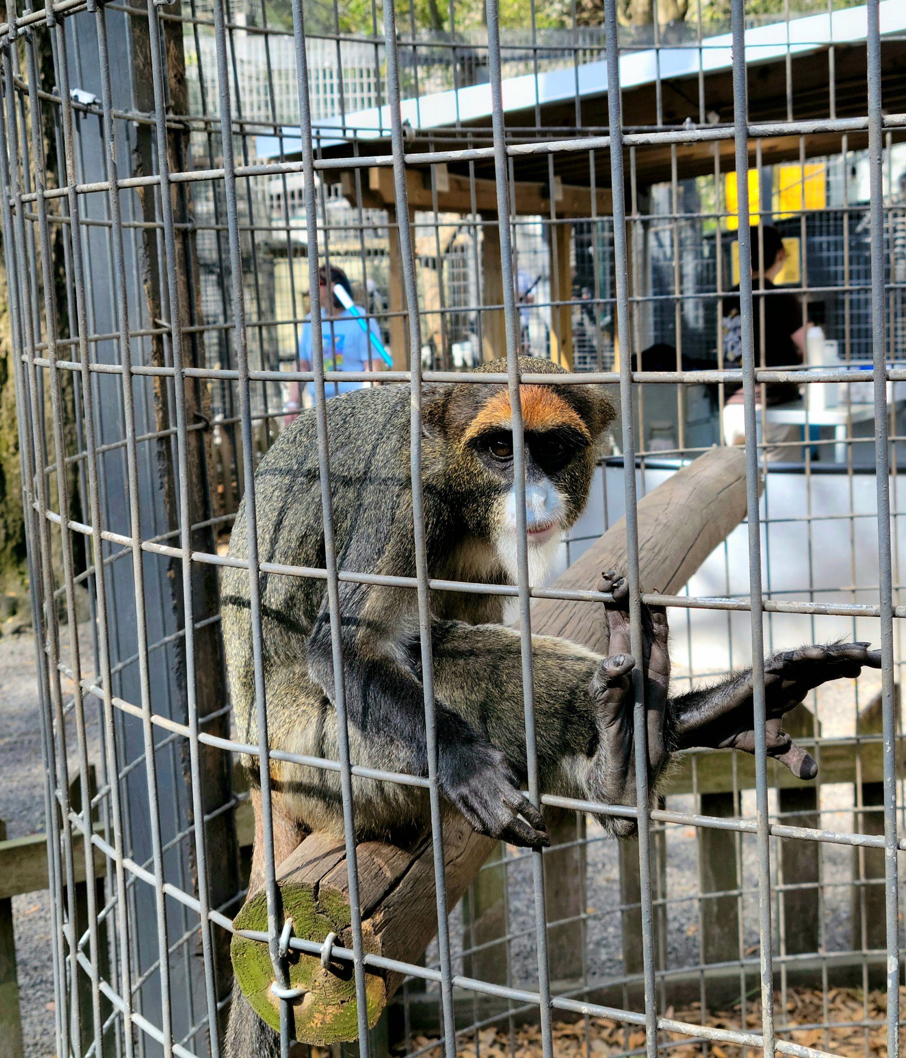 De Brazza's Monkey - Bee City Zoo - March 2025
