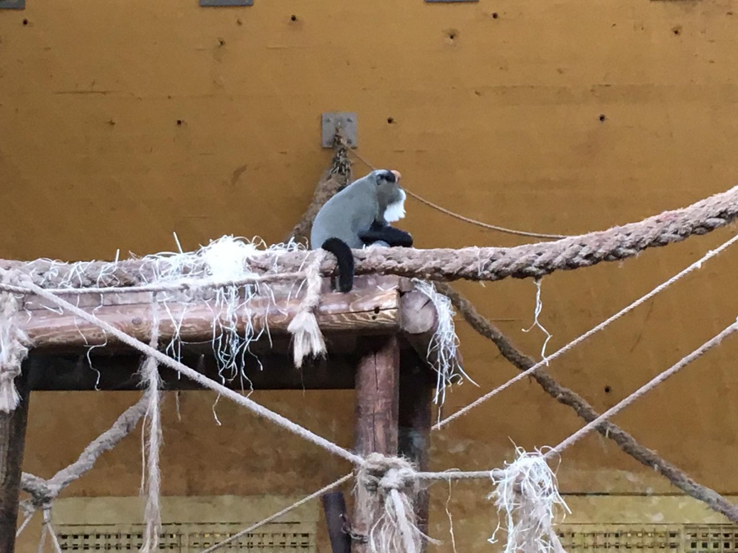 De Brazza's monkey-Cabarceno 2019