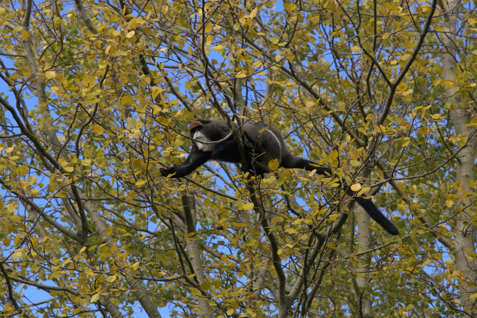 De Brazza's Monkey (Cercopithecus neglectus), 02-11-25
