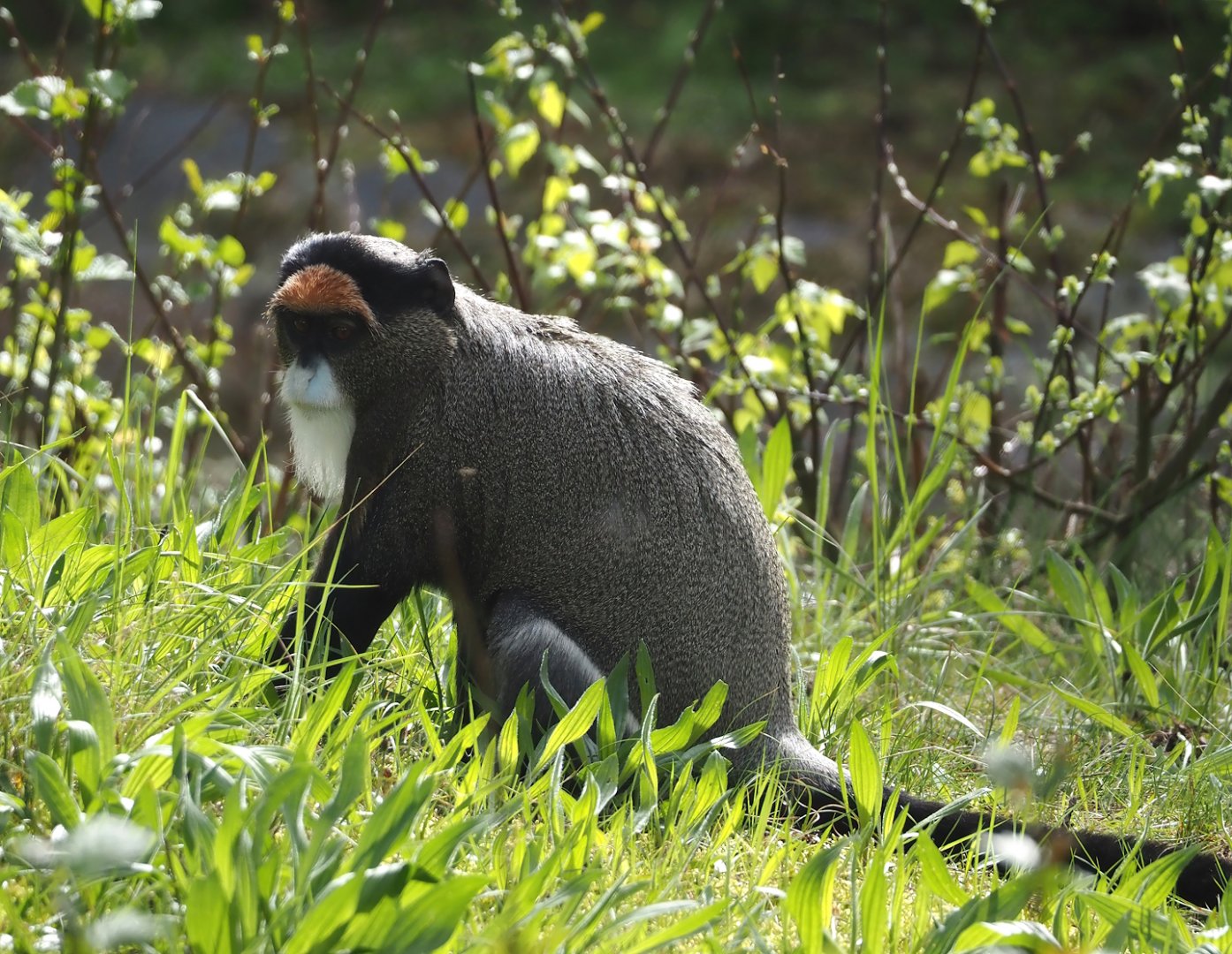 De Brazza's monkey (Cercopithecus neglectus), 2024-04-06
