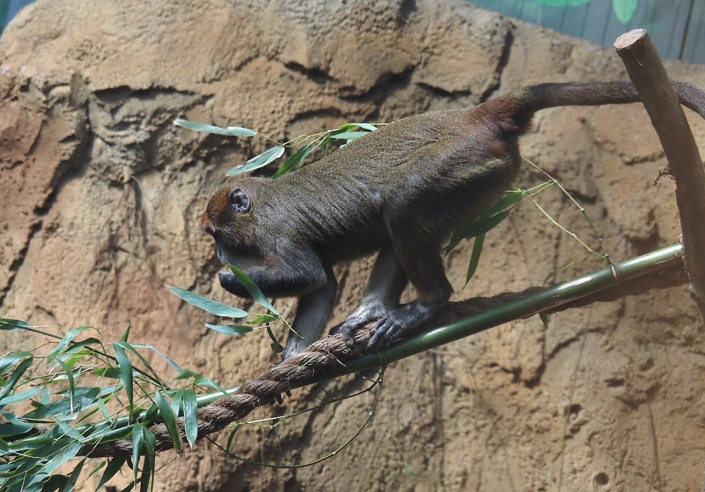 De Brazza's monkey (Cercopithecus neglectus), 2025-08-03