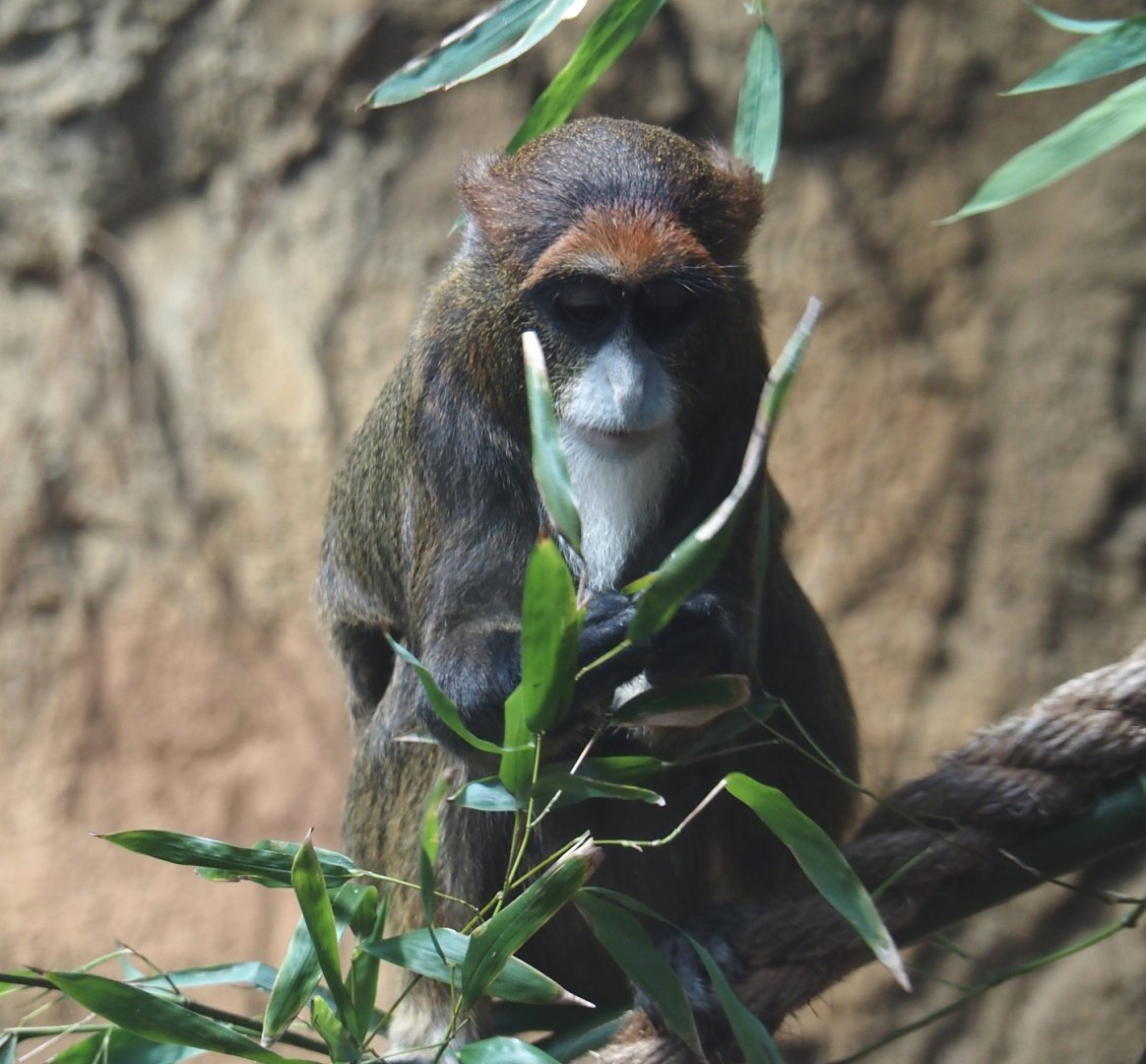 De Brazza's monkey (Cercopithecus neglectus), 2025-08-03
