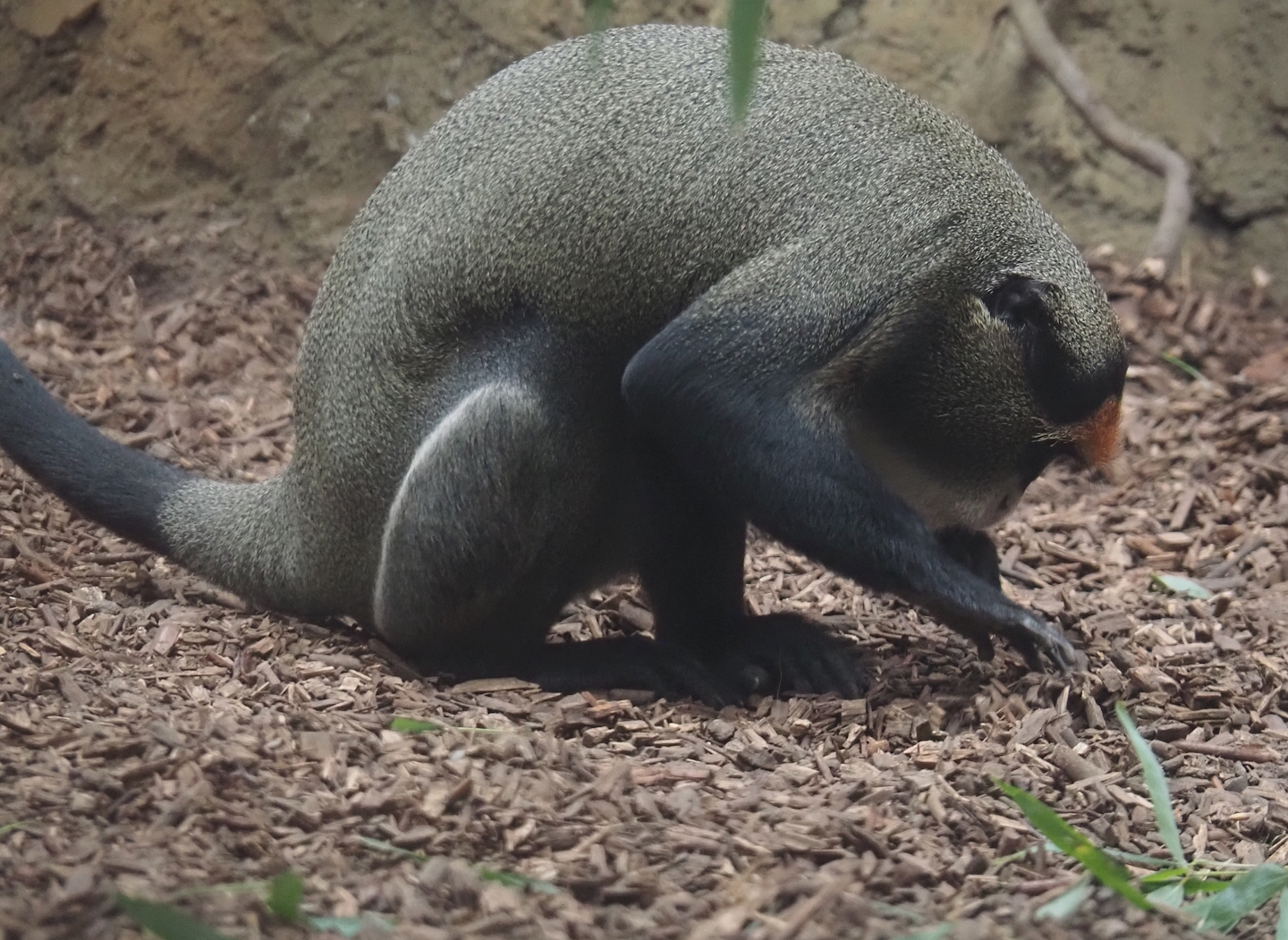 De Brazza's monkey (Cercopithecus neglectus), 2025-08-03