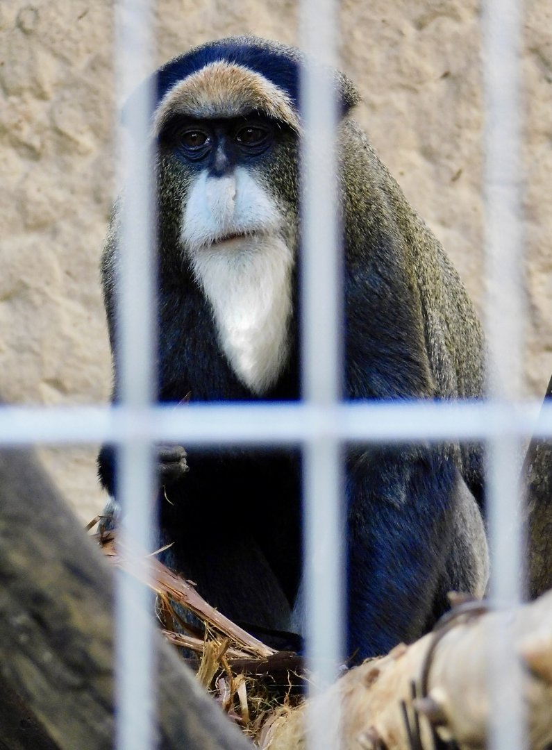 De Brazza's Monkey (Cercopithecus neglectus) November 29, 2025