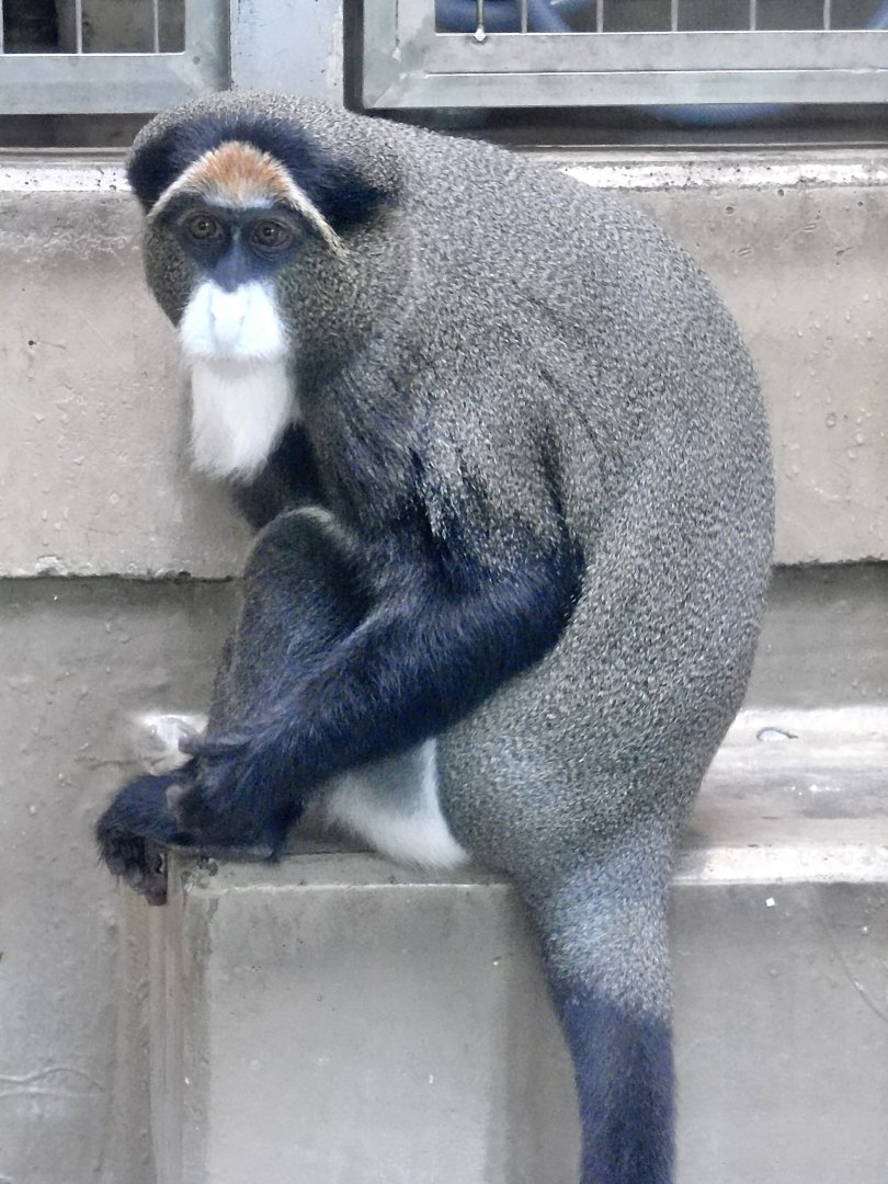 De Brazza's Monkey (Cercopithecus neglectus) September 13, 2025