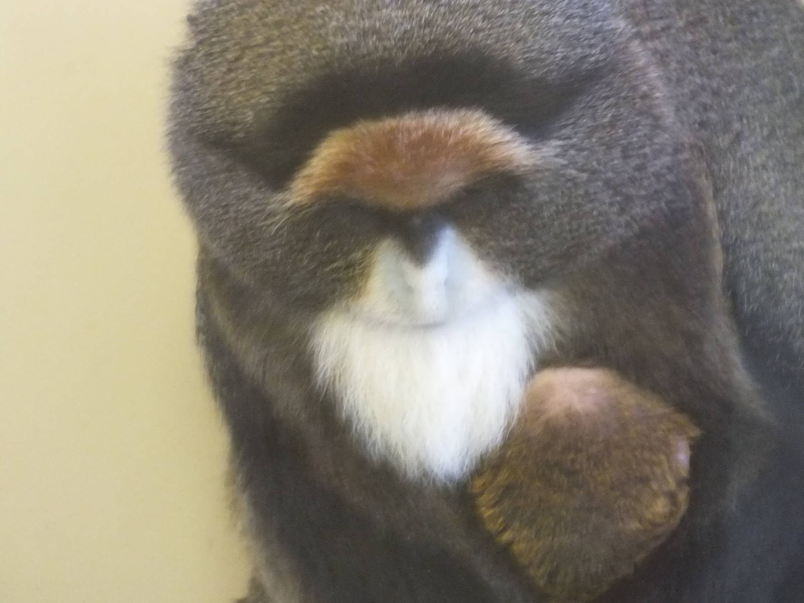 De Brazza's monkey (Cercopithecus neglectus) with infant - Twycross Zoo, De