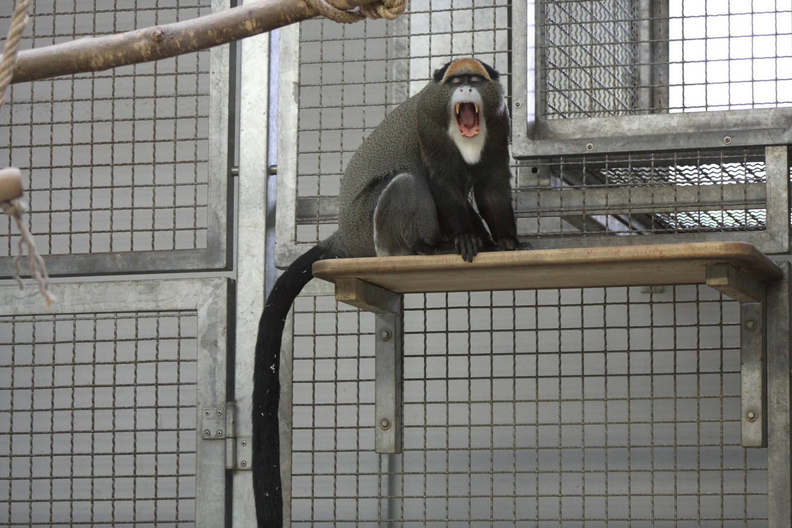 De Brazza's Monkey (Cercopithecus neglectus)