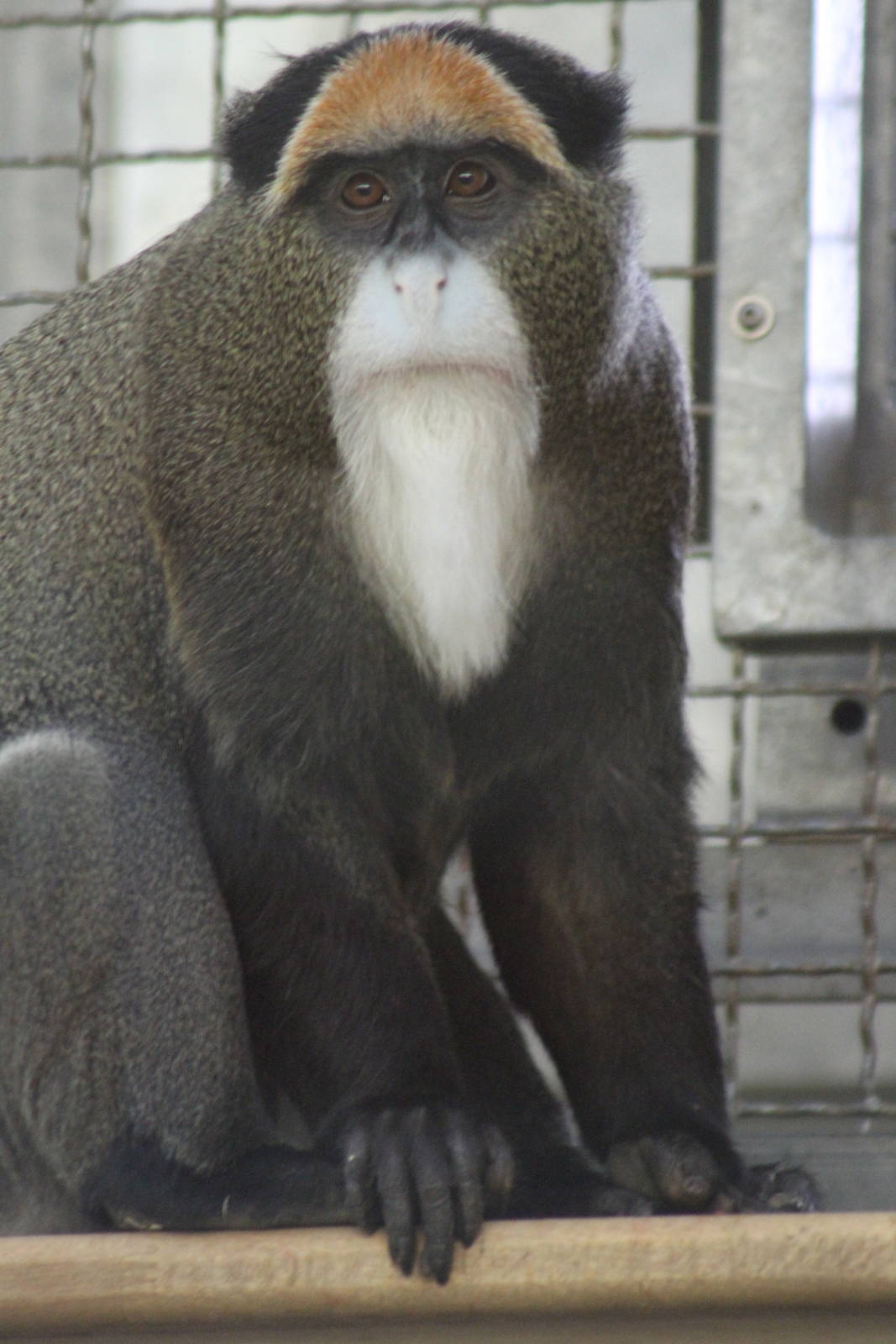 De Brazza's Monkey (Cercopithecus neglectus)