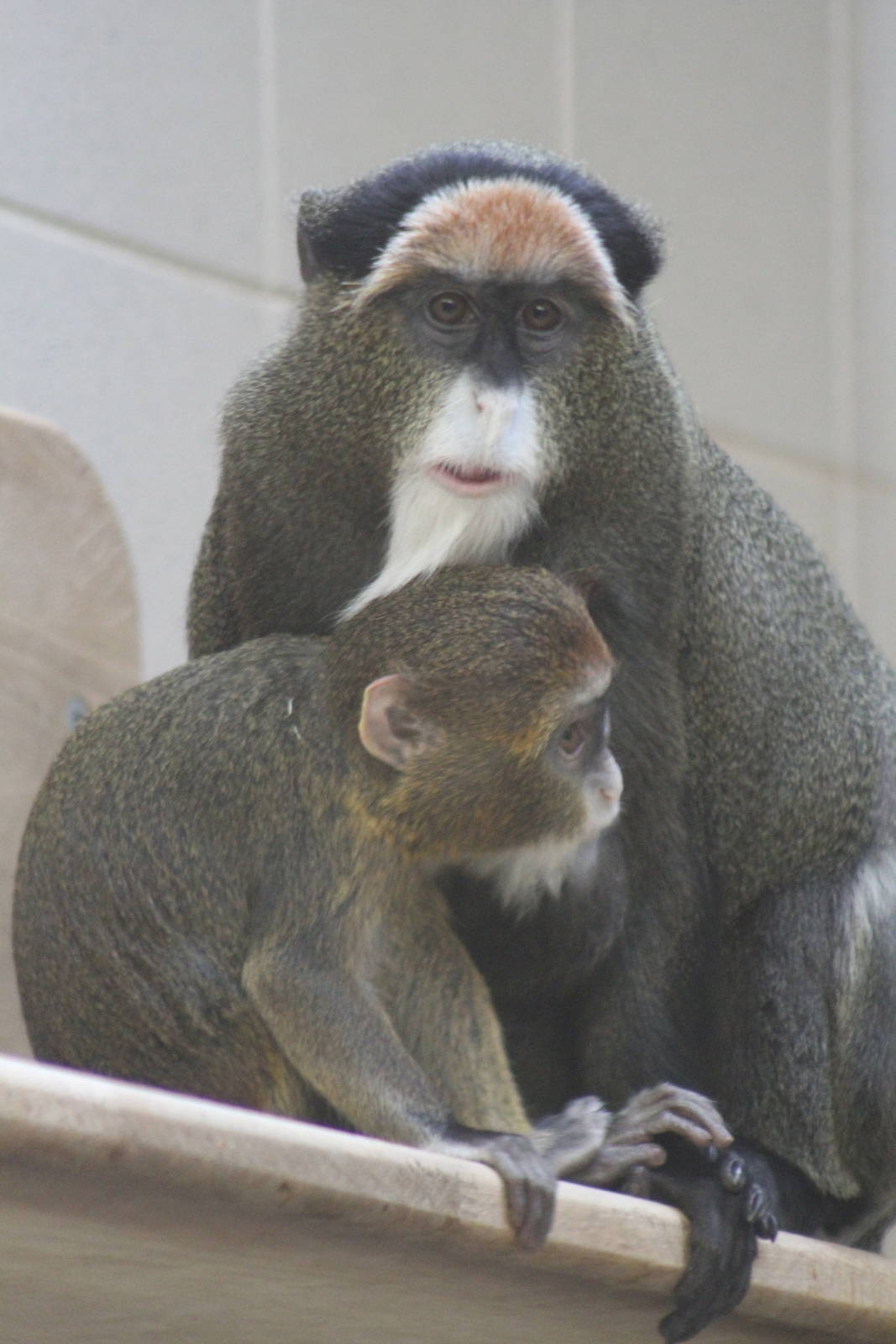 De Brazza's Monkey (Cercopithecus neglectus)