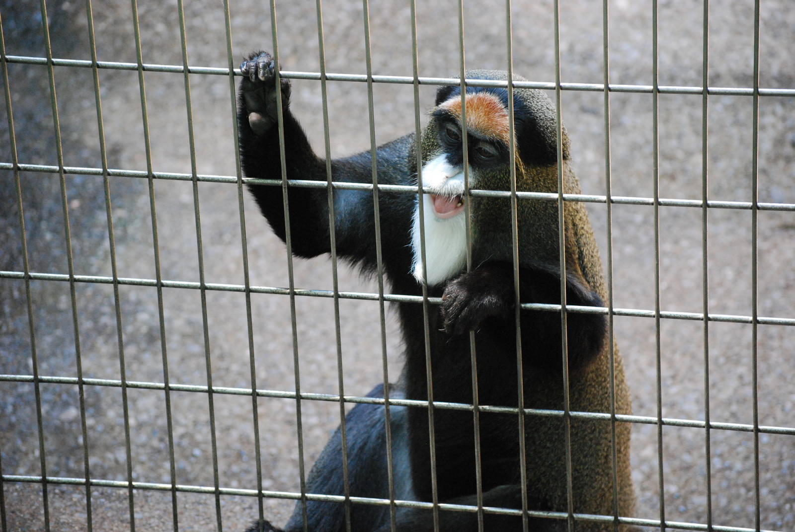 De Brazza's monkey (Cercopithecus neglectus)