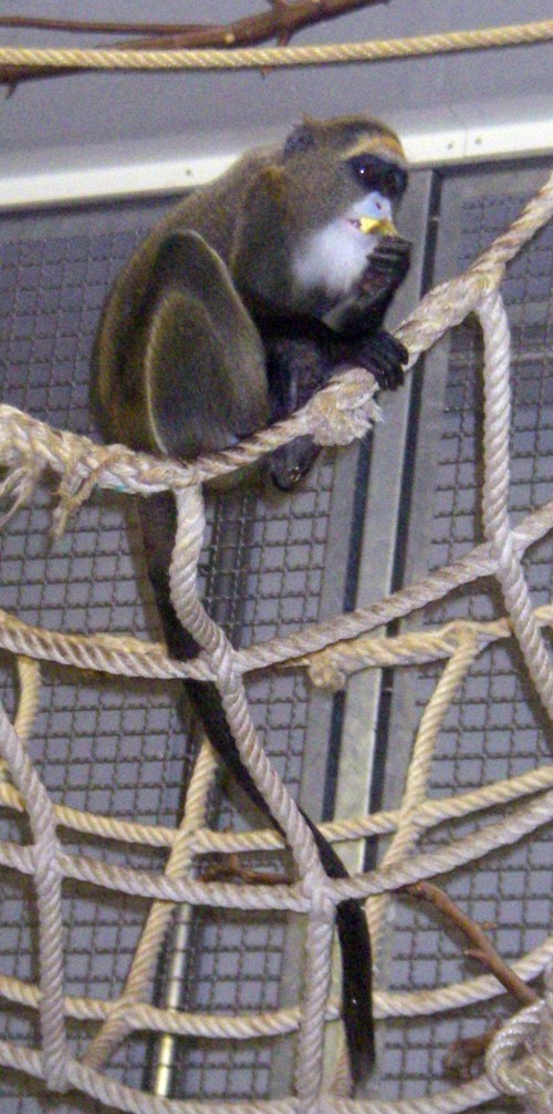 De Brazza's Monkey (Cercopithecus neglectus)