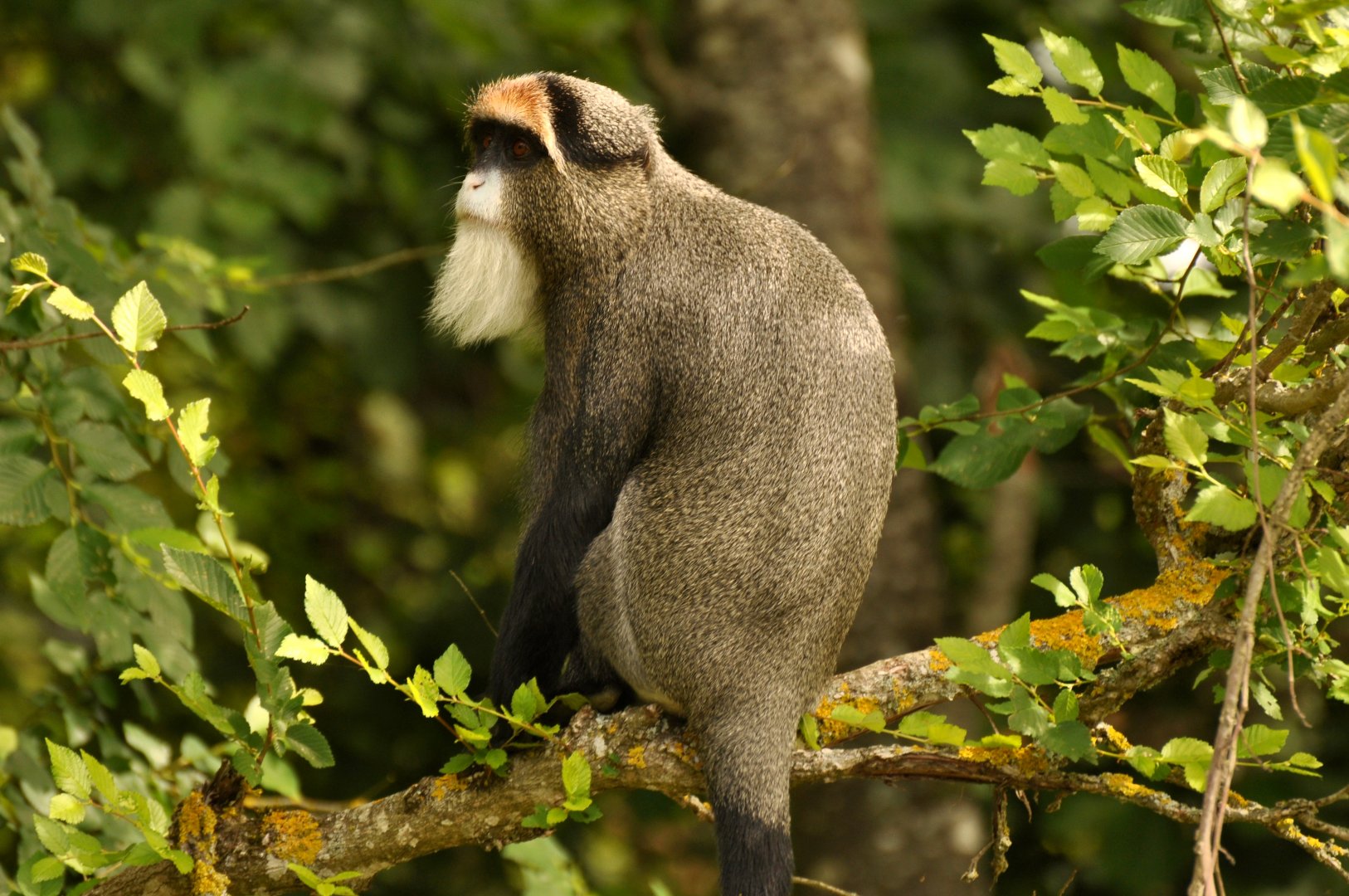 De Brazza's monkey (Cercopithecus neglectus)