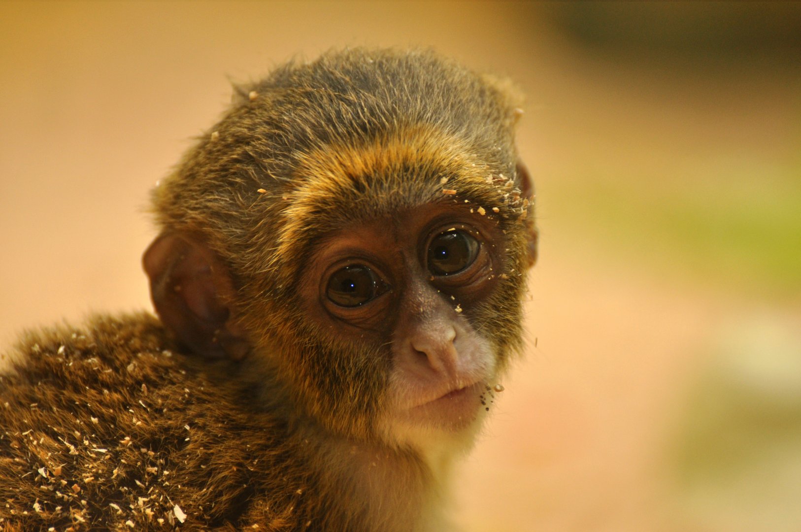 De Brazza's monkey (Cercopithecus neglectus)