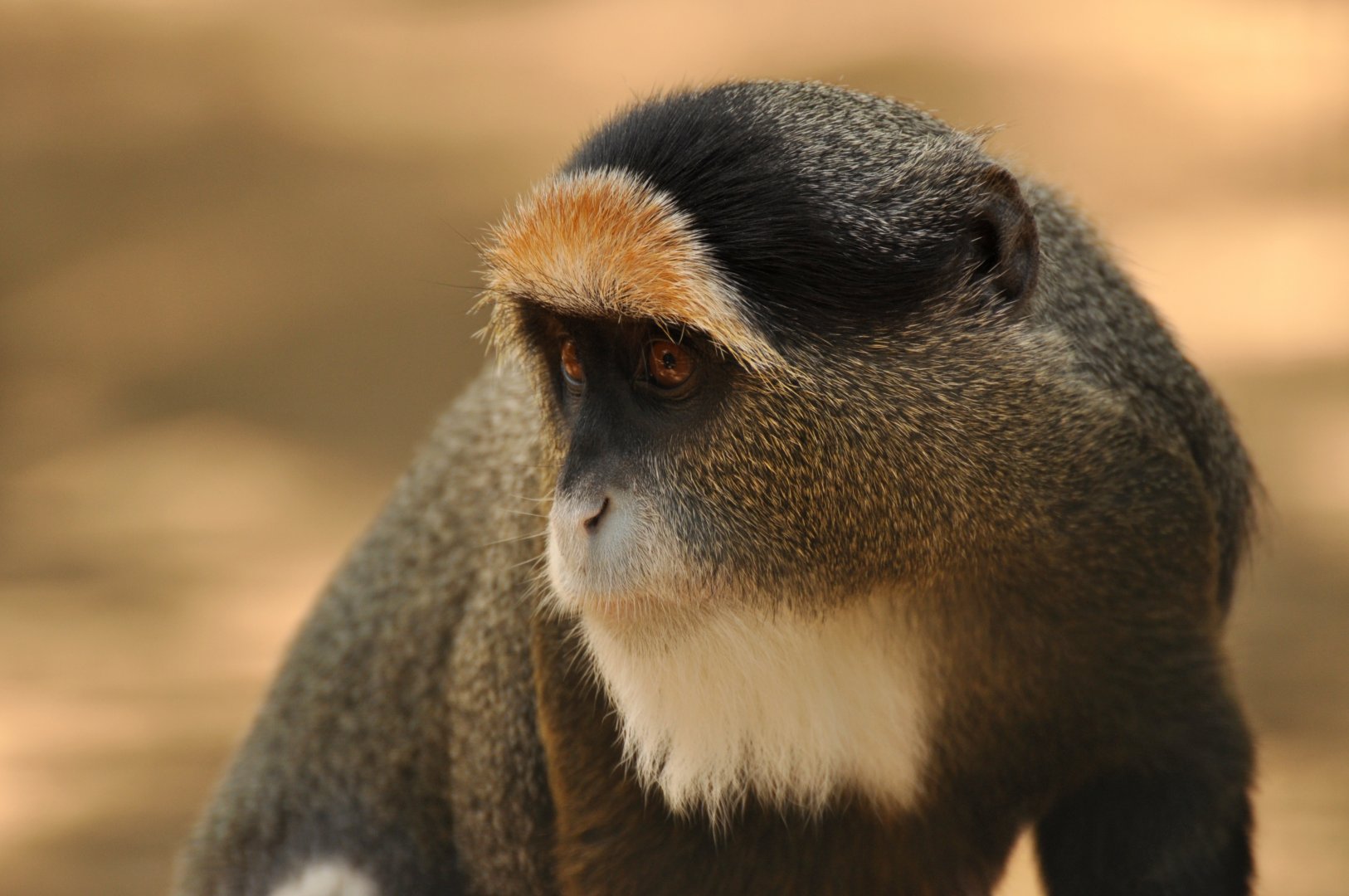 De Brazza's monkey (Cercopithecus neglectus)
