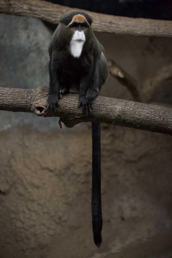 De Brazza's Monkey/ Cercopithecus neglectus