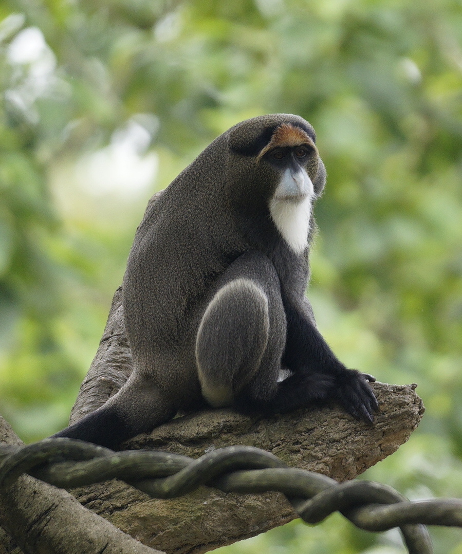 De Brazza's Monkey (Cercopithecus neglectus)