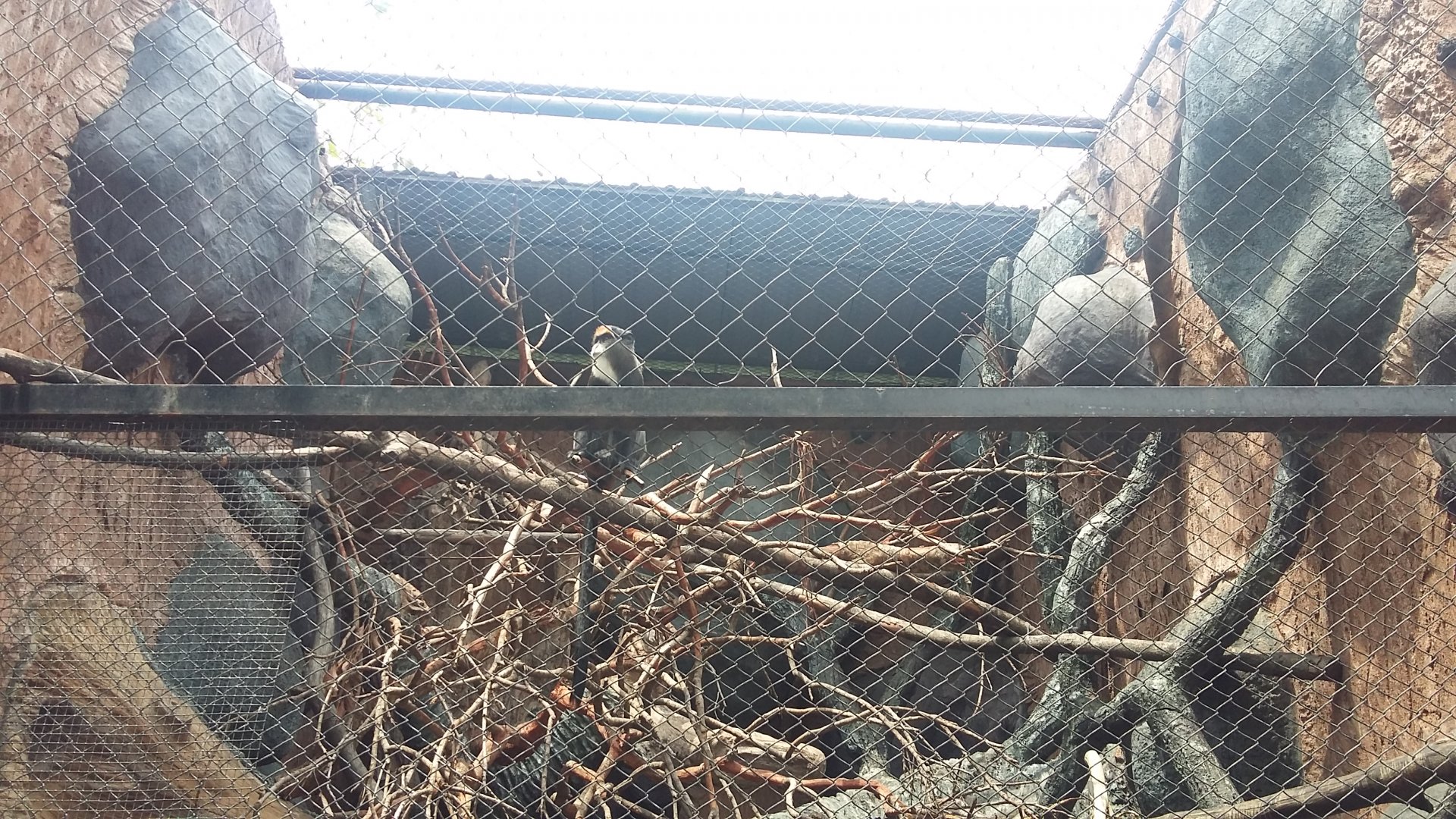 De Brazza's monkey (Cercopithecus neglectus)