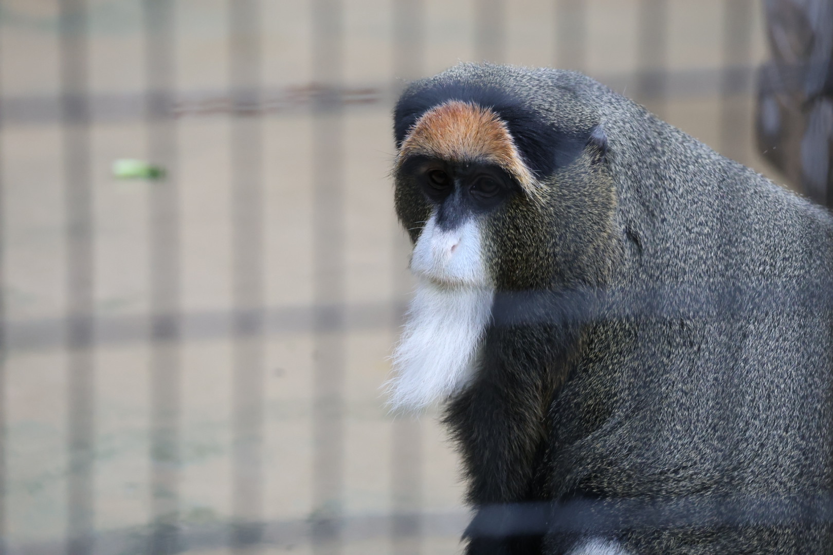 De Brazza's monkey (Cercopithecus neglectus)