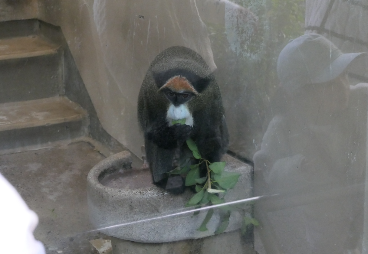 De Brazza's Monkey (Cercopithecus neglectus)