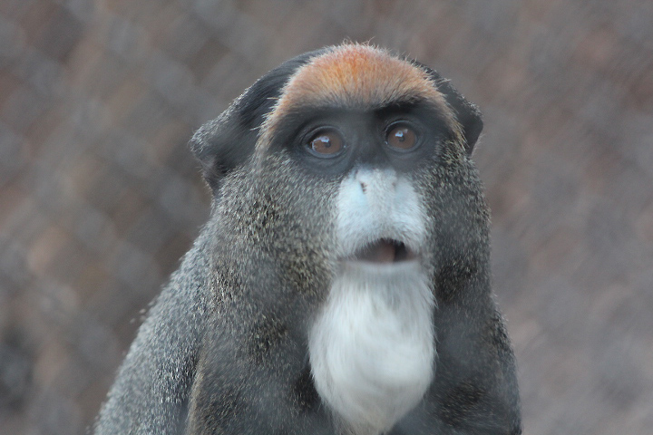 De Brazza's monkey (Cercopithecus neglectus)