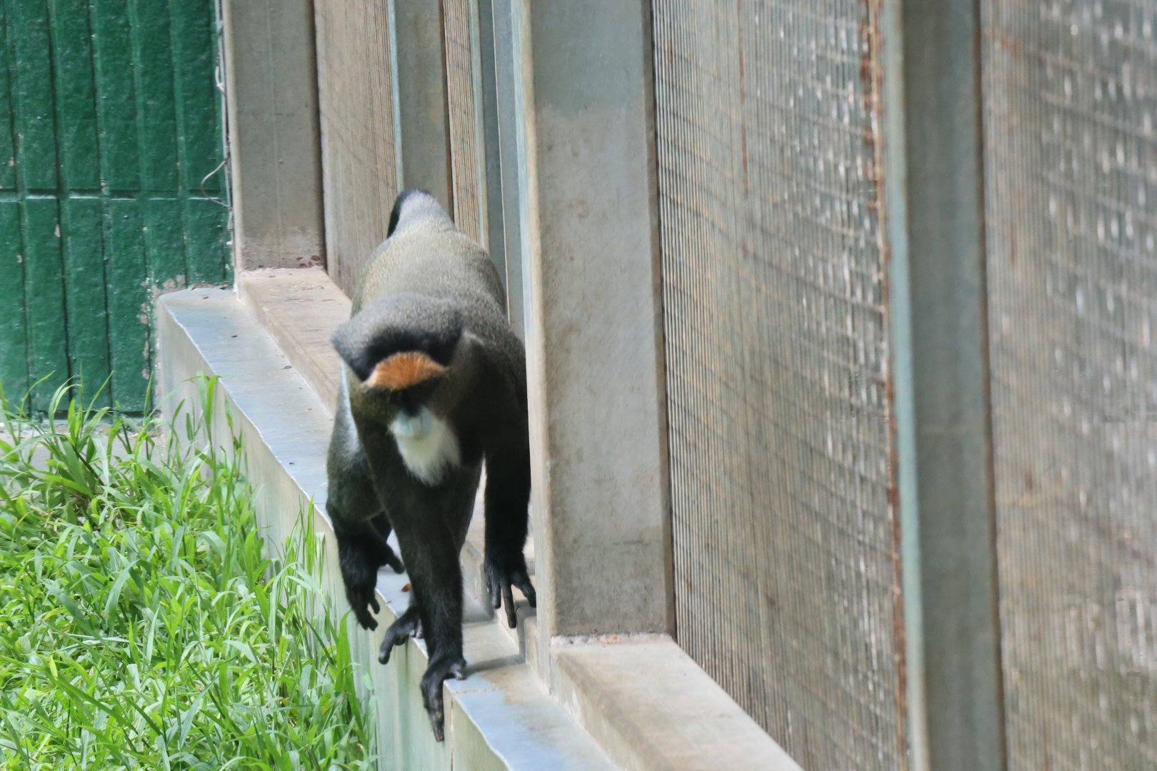De Brazza's monkey (Cercopithecus neglectus)