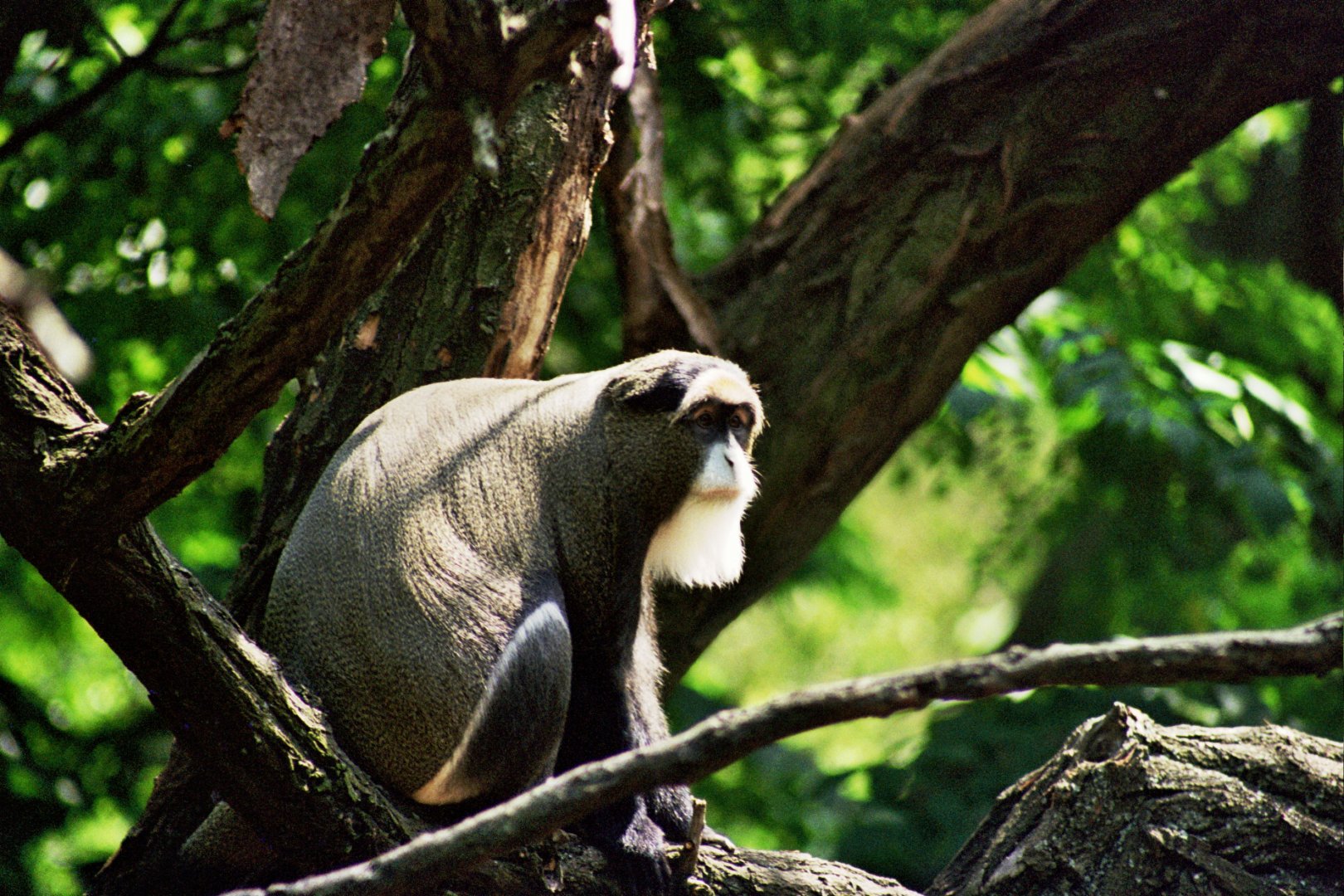 De Brazza's monkey (Cercopithecus neglectus)