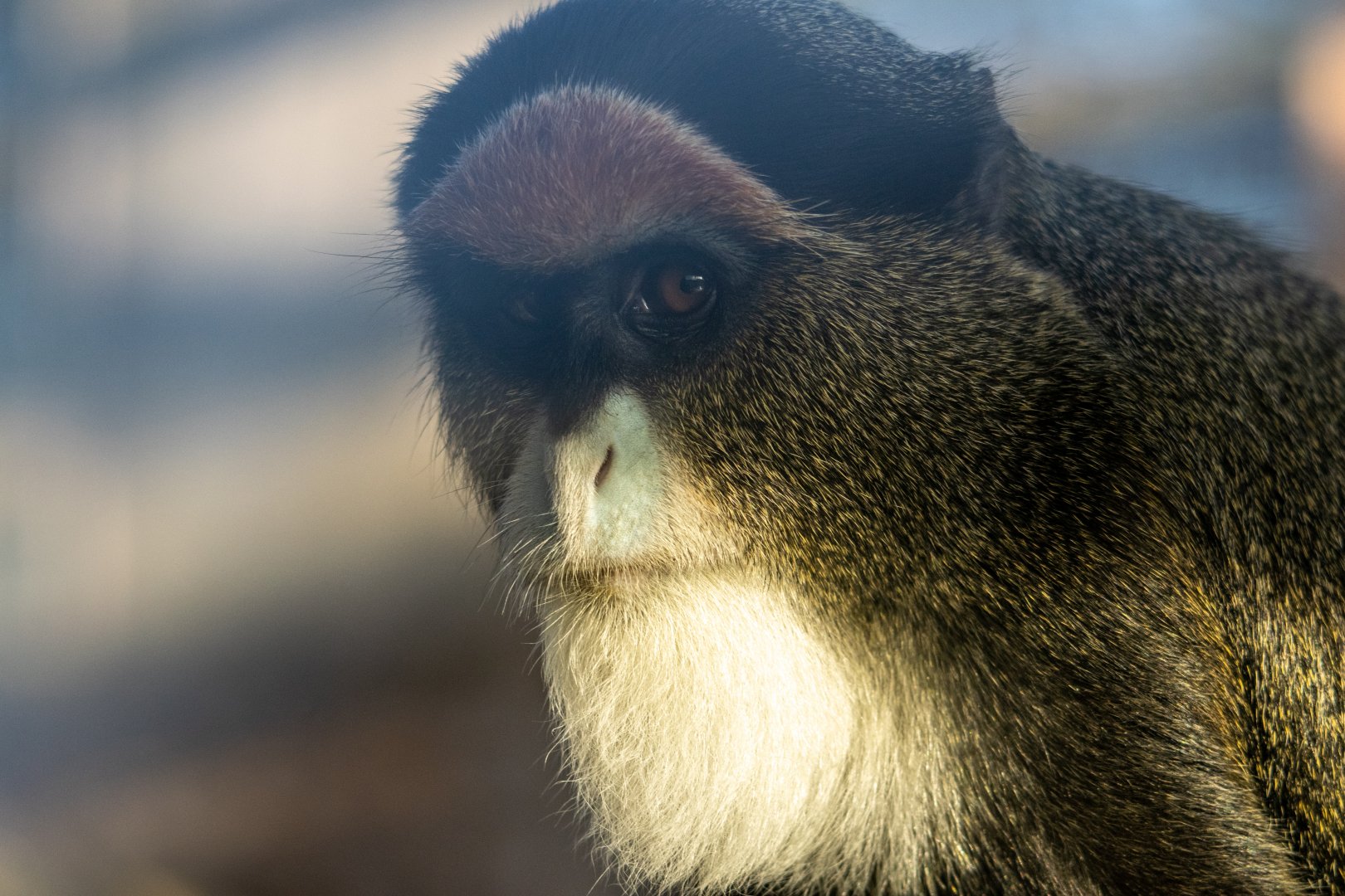 De Brazza's Monkey Close-Up