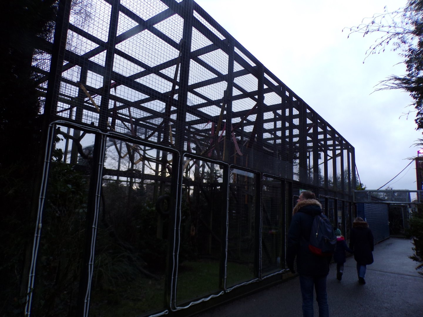 De brazza’s monkey enclosure 1.1.23