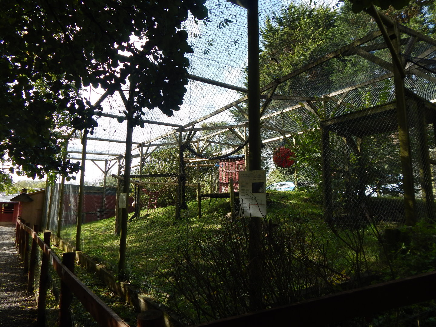 De Brazza's monkey enclosure 151022