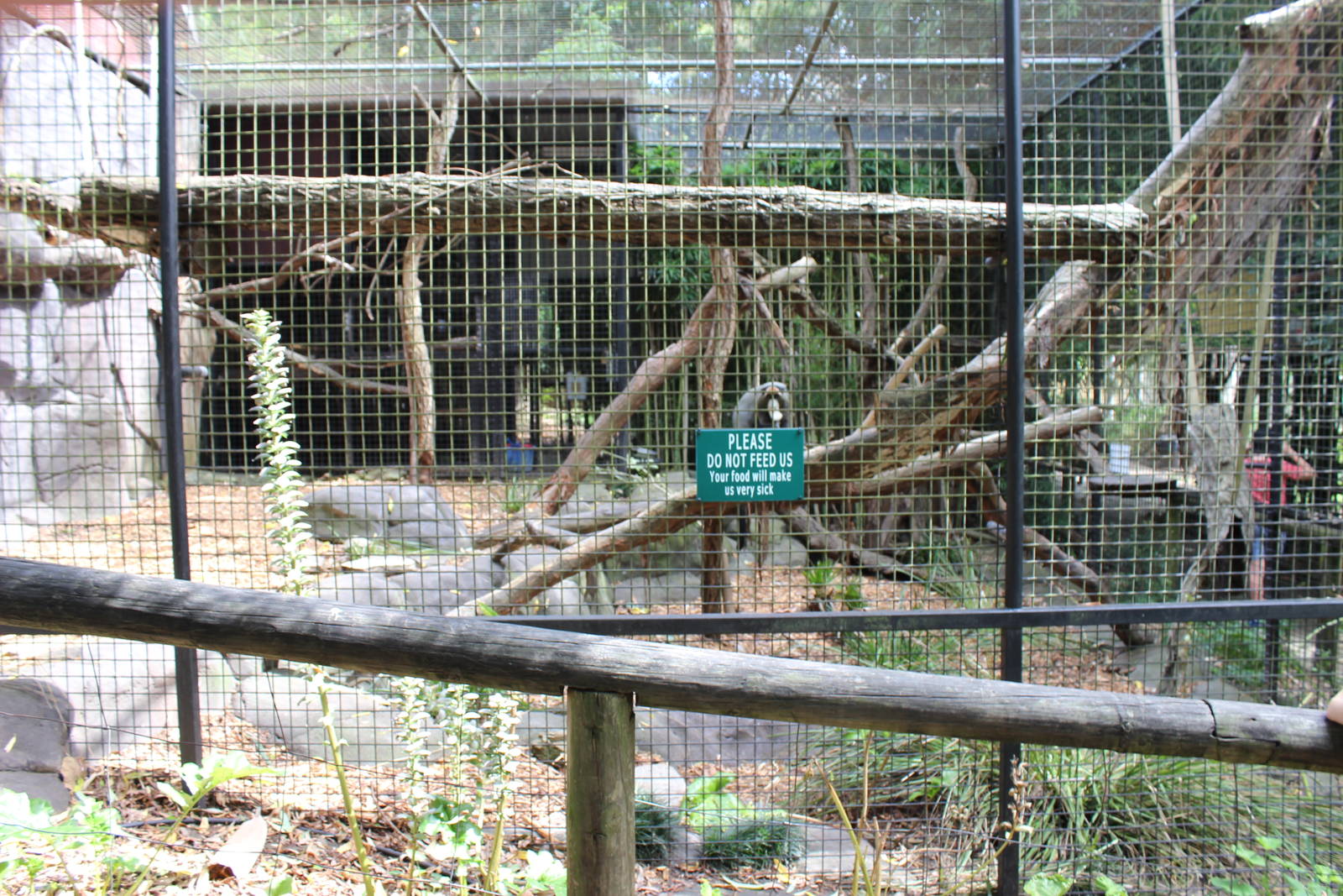 De Brazza's monkey enclosure