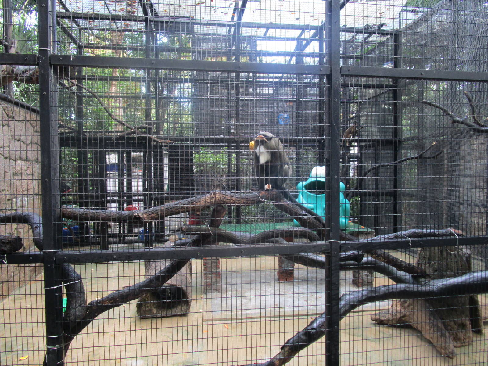 De Brazza's Monkey Enclosure